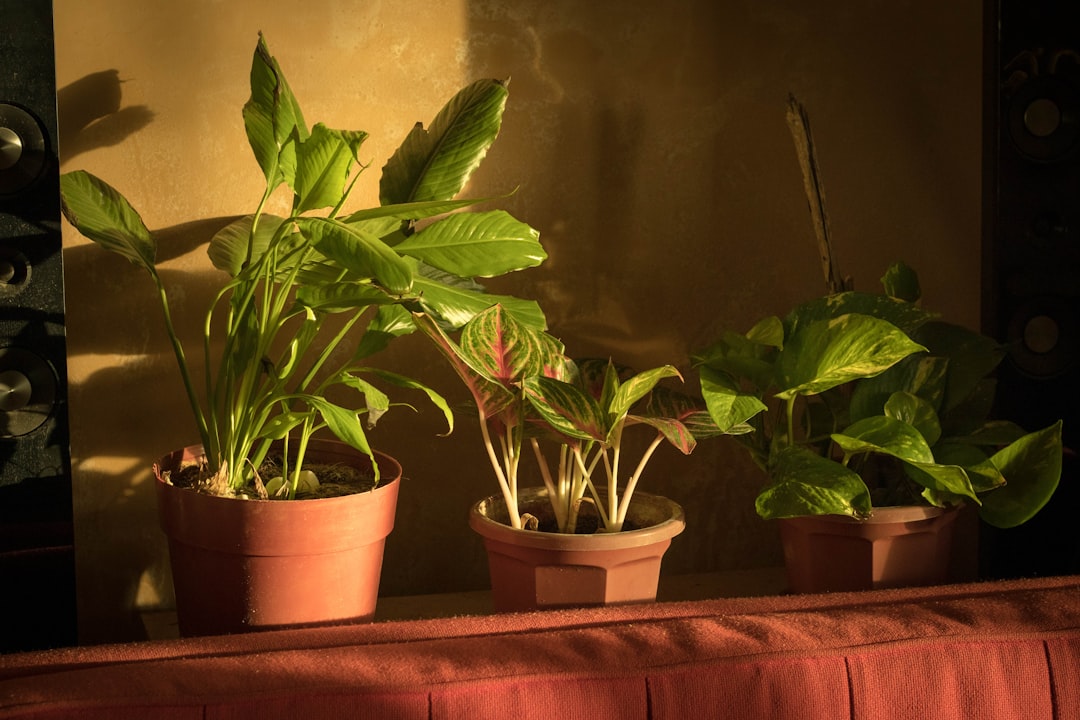 Air Purifying Plants