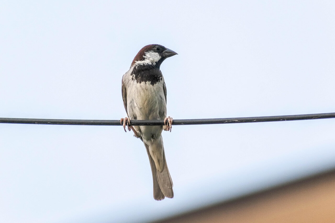 희귀조류 뉴칼레도니아뜸부기, 멸종 위기에서 살아남기