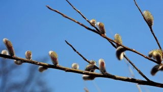 11호 태풍 버들 뜻 유래