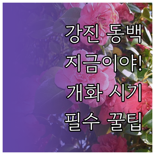 3월 강진 동백꽃 개화 시기 및 주요..