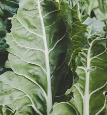 배추 효능 부작용 칼로리