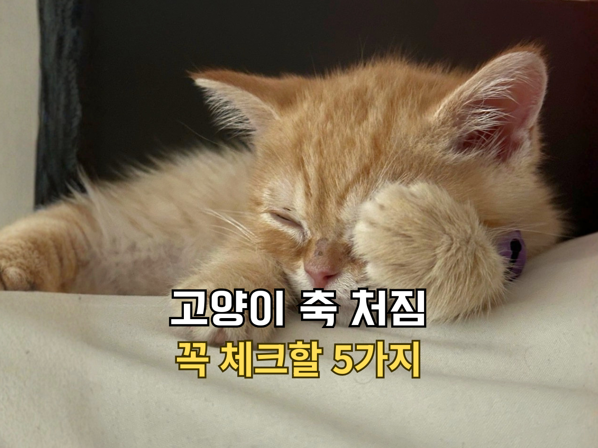 고양이 축 처짐 꼭 체크할 5가지 글의 썸네일. 앞발로 얼굴을 가리고 기운 없이 누워있는 아기 치즈 고양이 뽀리.
