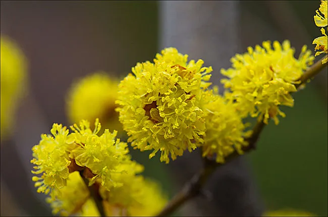 생강나무 꽃 개화시기 모양 특징_5