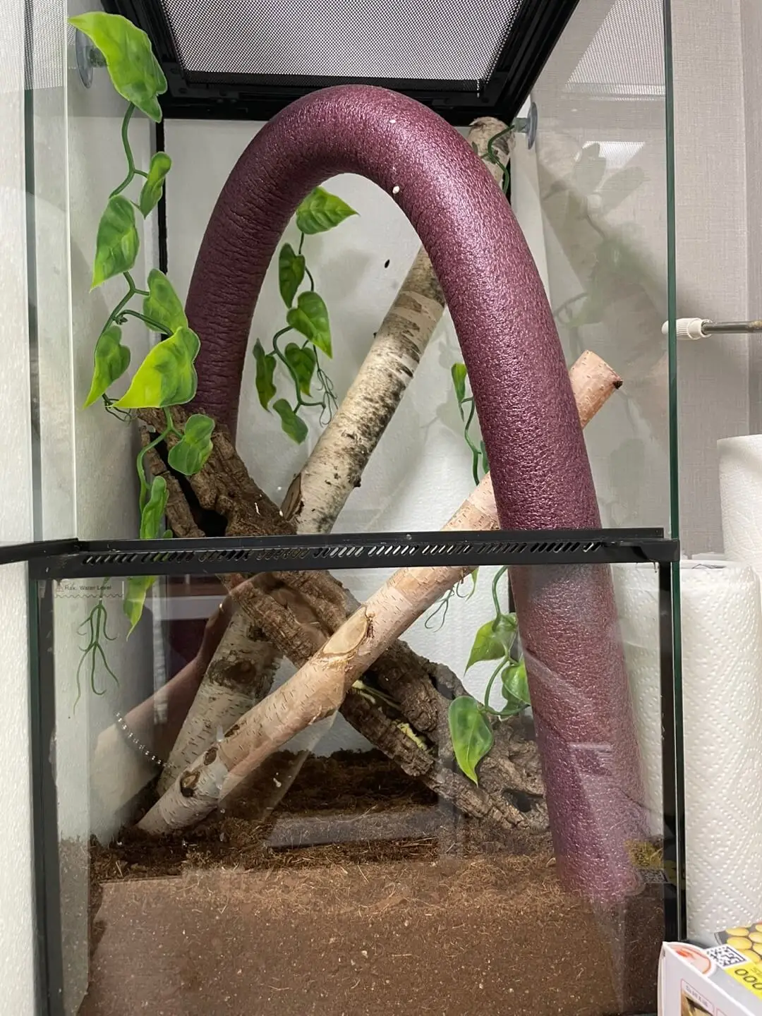 도마뱀 키우기 크래스티드 개코 