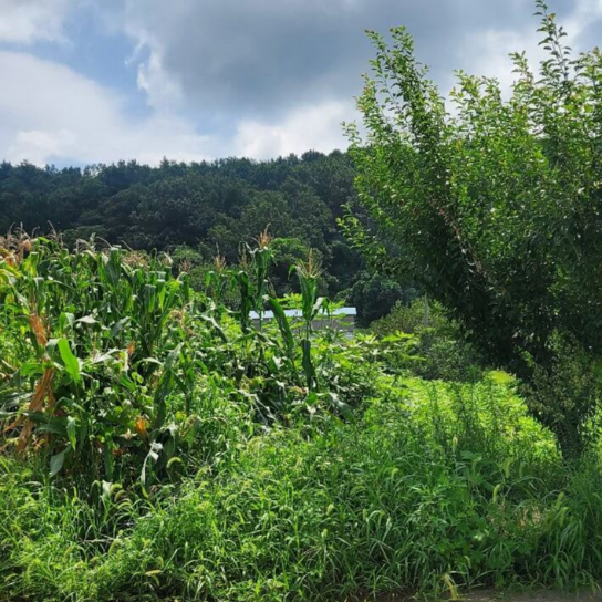 잡초와 옥수수