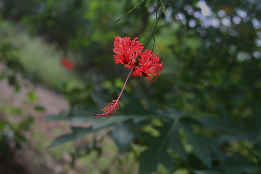 Naminara