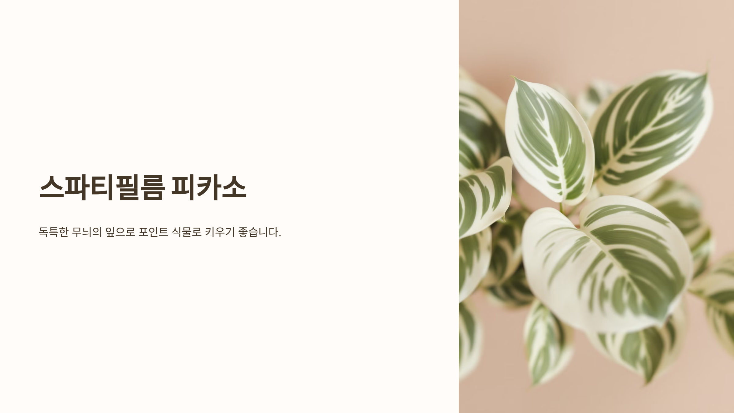 스파티필름과 관련된 사진입니다.