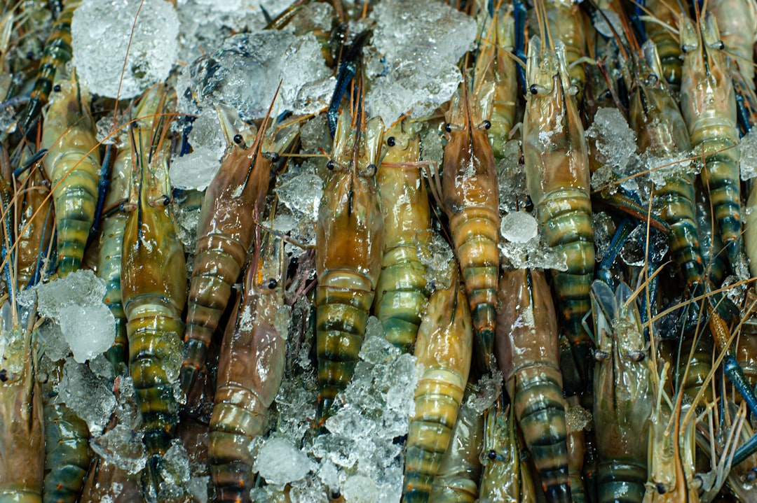 Shrimp