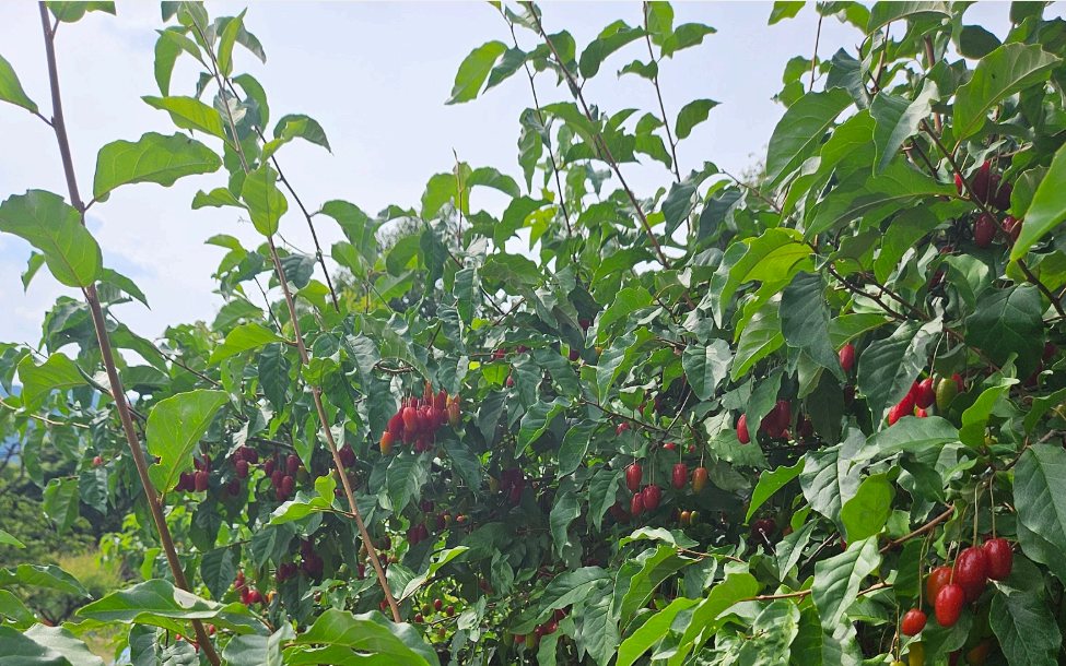 보리밥나무 &quot;탈모효과에 탁월&quot; 특허등록 까지