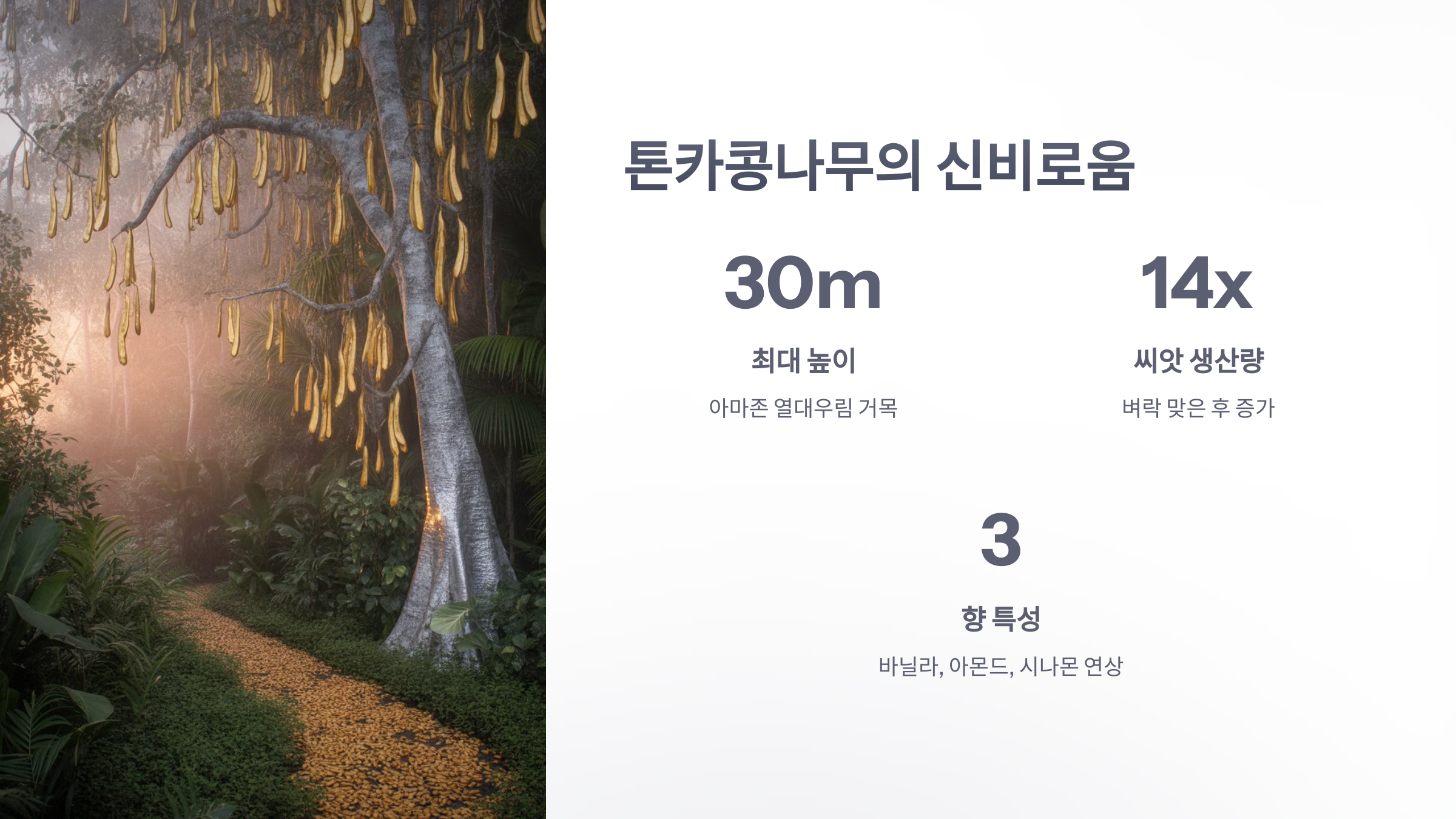 참조-아마존의-톤카콩나무-6