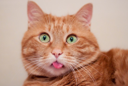 혀를 내미는 갈색 호랑이 고양이.