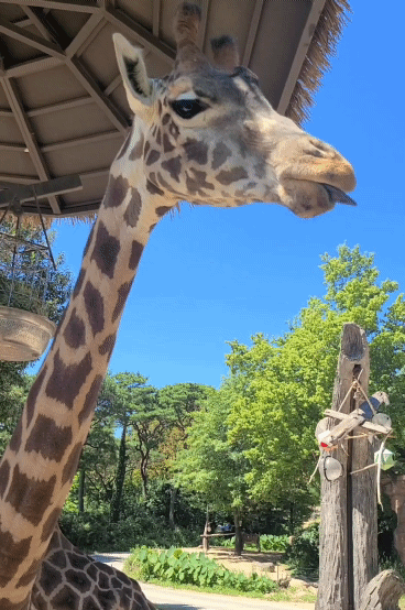 먹이를 먹고있는 기린 모습