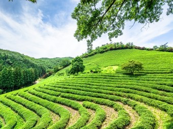 새해 단골 목표 금연에 성공하는 방법