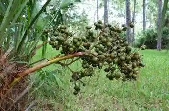 전립선 치료제 쏘팔메토 가격 및 효능, 복용시 주의점