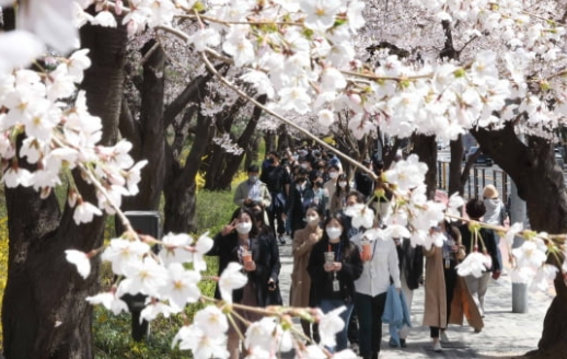 여의도 벚꽃길 개방