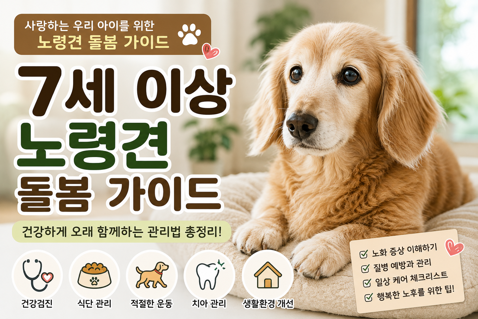 7세 이상 노령견 돌봄 가이드|건강하게 오래 함께하는 관리법