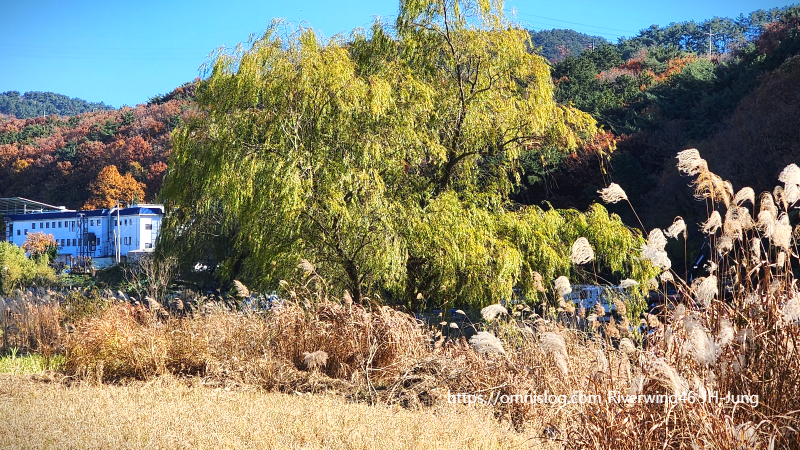 수영천의 늦가을