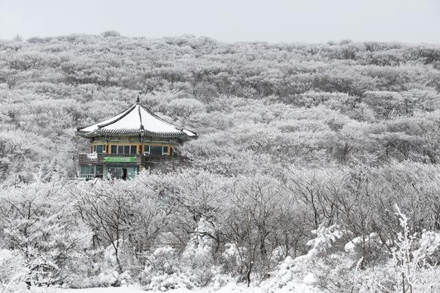 한라산눈꽃버스 운행 한라산 겨울 여행