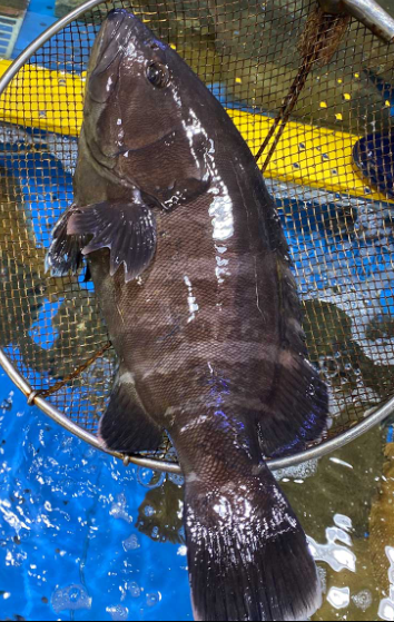 6시내고향 능성어 거제