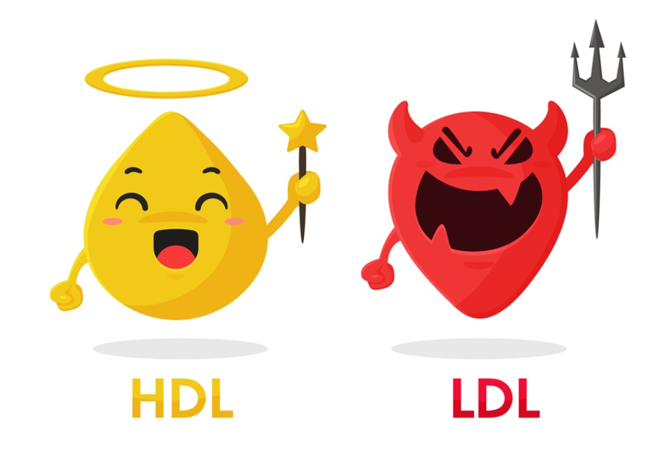 HDL, LDL 콜레스테롤
