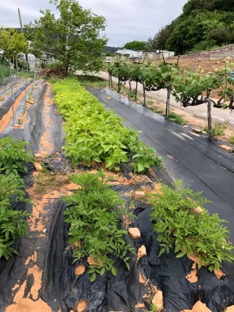 8월에 심는 밭작물 모종 채소 재배법 알아보기_13