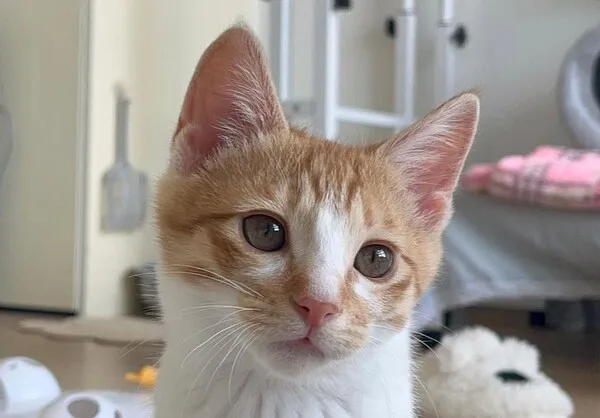 코숏 고양이 털색깔 종류 성격 수명_2