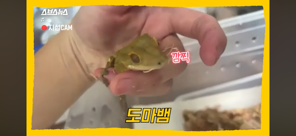이지섭 중학생 파브르