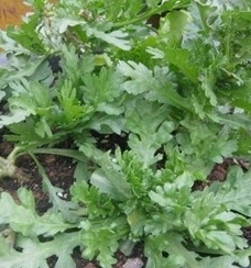 쑥갓의 효능 부작용 고르는법 칼로리 꽃