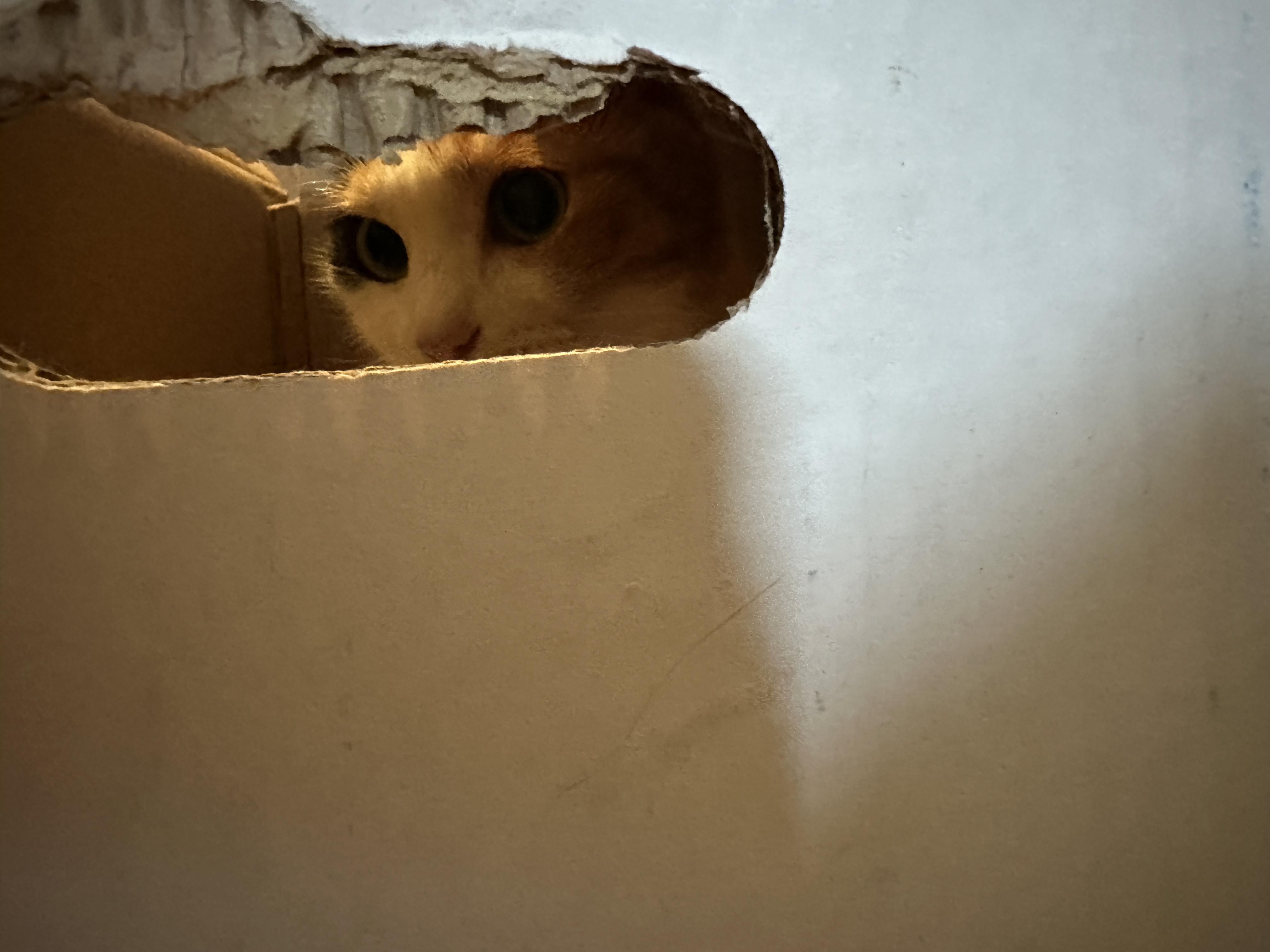 작은_구멍_사이로_보이는_요미의_집중하고_있는_눈