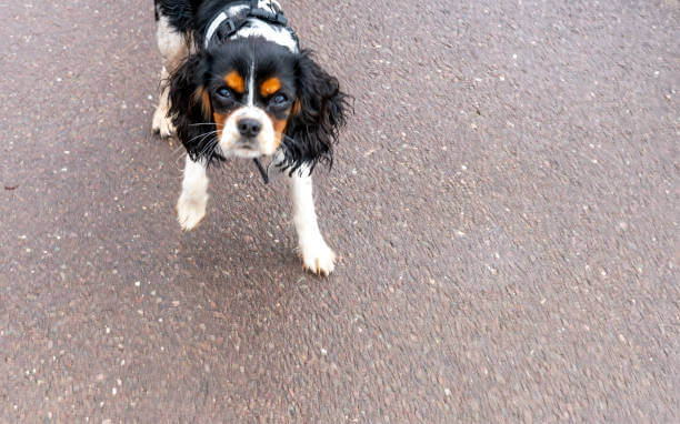 초보 견주의 강아지 키울 때 주의할 점