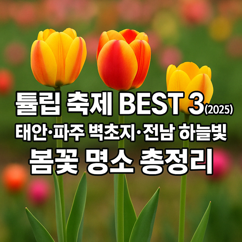 튤립 축제 BEST 3(2025); 태안&middot;파주 벽초지&middot;전남 하늘빛 봄꽃 명소 총정리 썸네일 이미지
