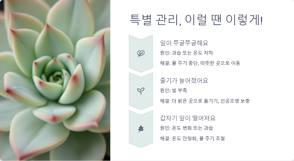 겨울철 다육이 관리 노하우