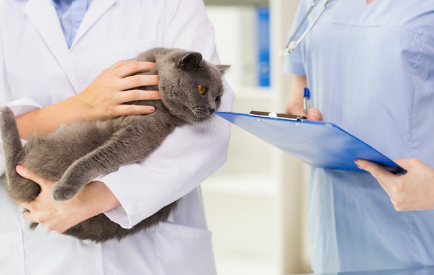 병원에 있는 고양이.