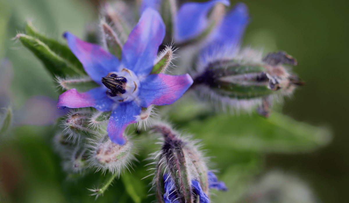 당뇨에_좋은_약초_8