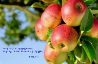 내일 지구의 종말이 올지라도 오늘 나는 한 그루 사과나무를 심는다 명언 해설_37
