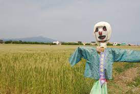 허수아비 청보리 축제 기본일정과 특징 소개
