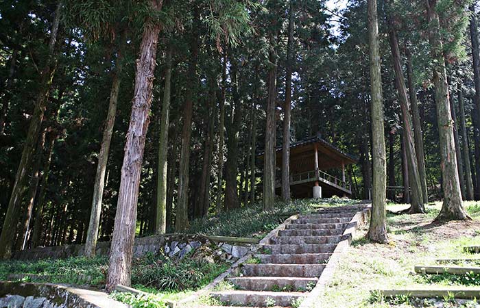 완산공원-주차장과-연결된-삼나무-숲