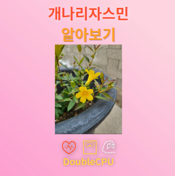 개나리자스민 꽃말 및 탐구