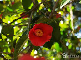 강진 백련사 동백축제 기본일정과 프로그램 소개