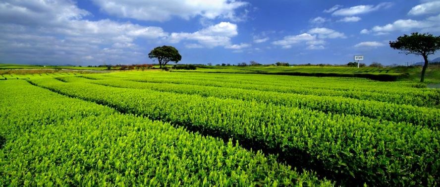 제주도 가볼만한곳 베스트10