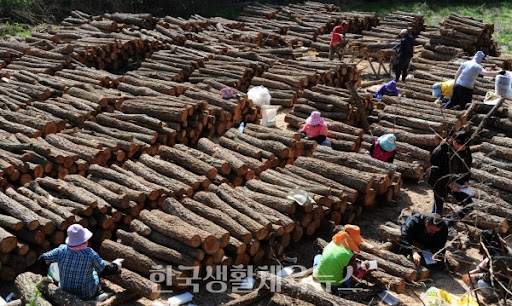 임업에 관련된 사진