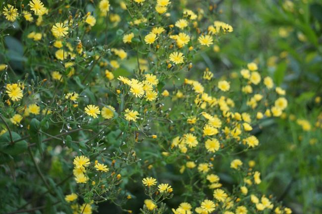 무더기로 핀 노란 고들빼기