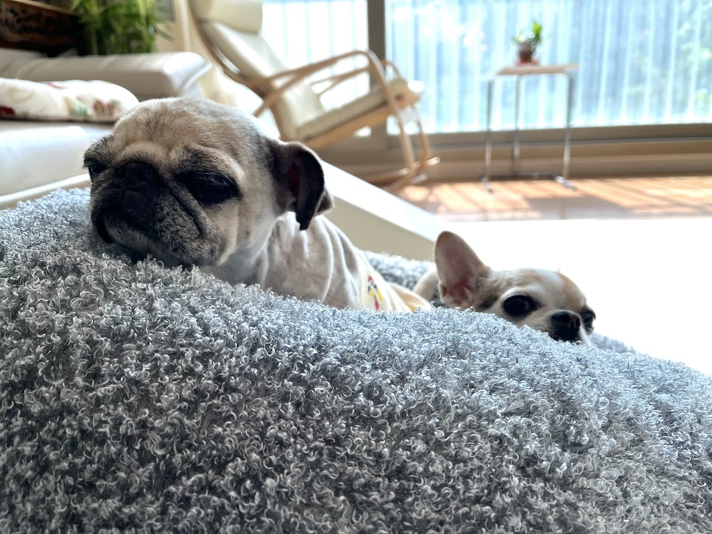 복댕이와-사랑이