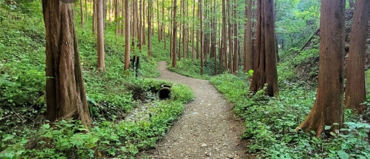 옥천 화인산림욕장 메타세콰이어길의 신록