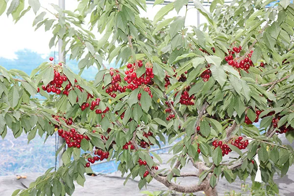 체리 재배 수분수 선택 전정 시기 열매 갈라짐 예방_2