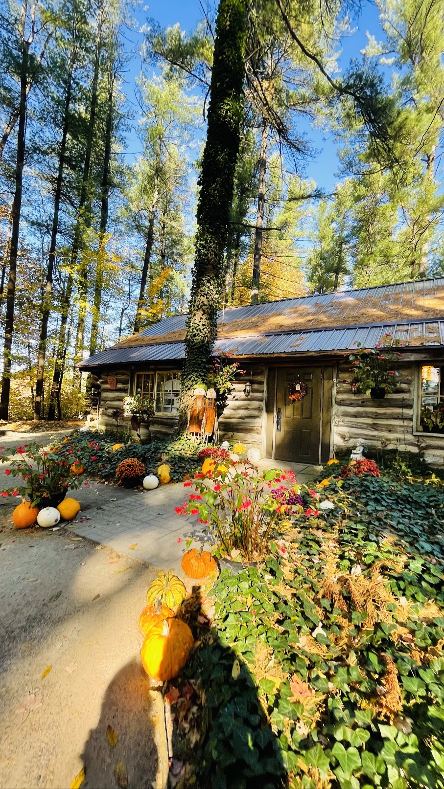 The Green Frog Tea Room