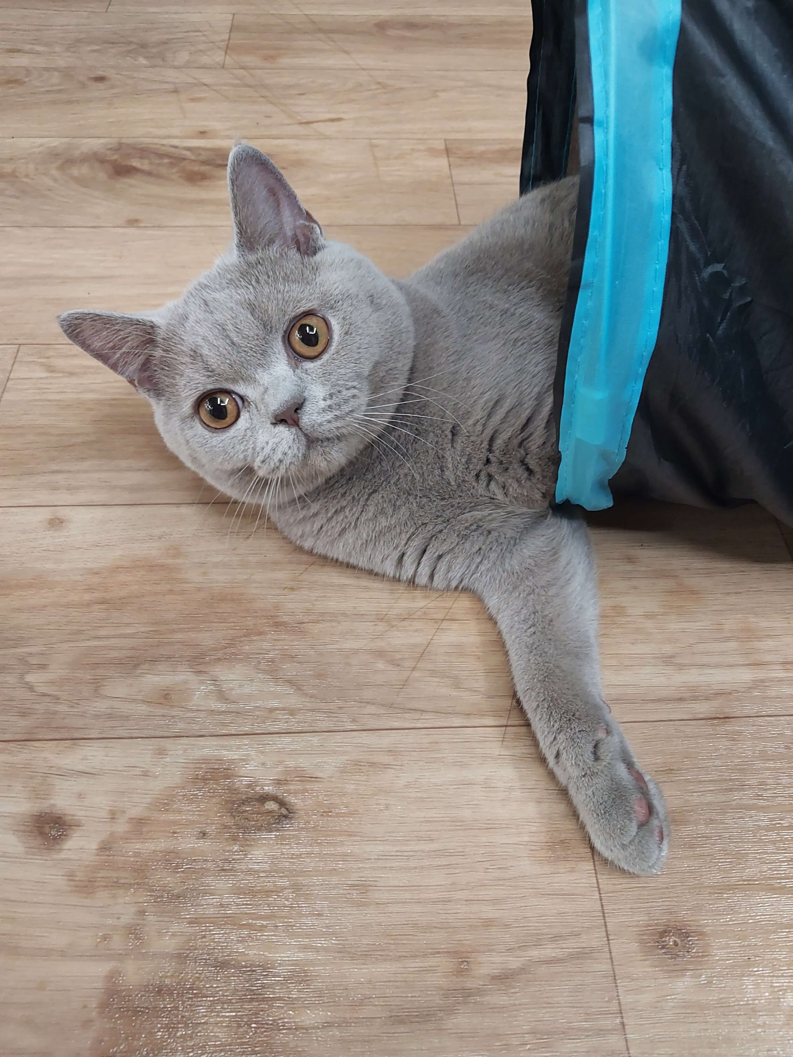 평소 자주 가지고 놀던 숨숨집 터널을 주어서 이사 스트레스를 극복하도록 합니다.