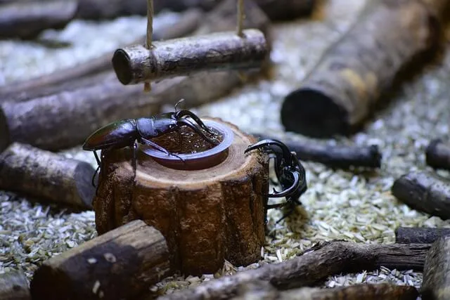 위장 불편과 집중감 변화의 동반: 장뇌축-면역 경로로 보는 설명 모델