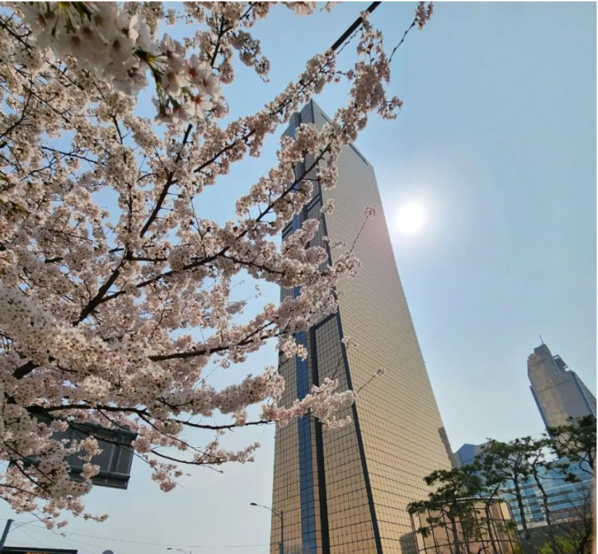 2023.봄꽃놀이.여의도.벚꽃축제.윤중로가는길.일정.총정리