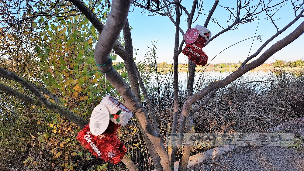 Central Park(Fremont,CA)